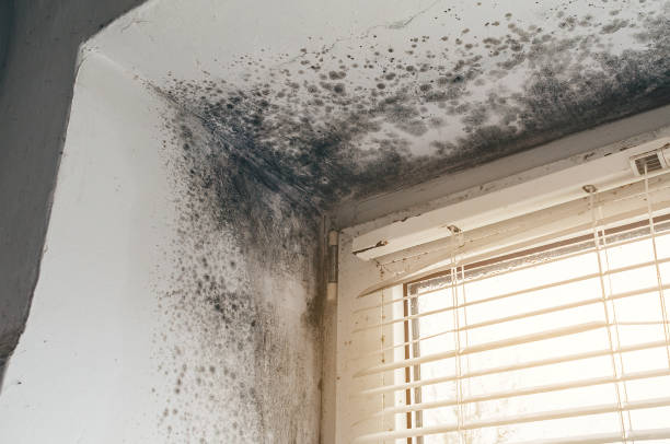 Affordable Attic Mold Remediation solutions in Livingston, NJ