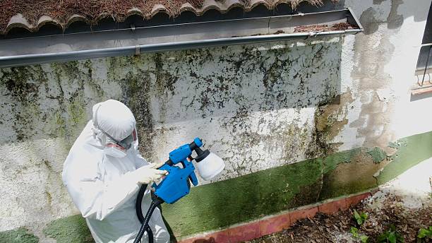 Top rated local Attic Mold Remediation specialists in Livingston, NJ